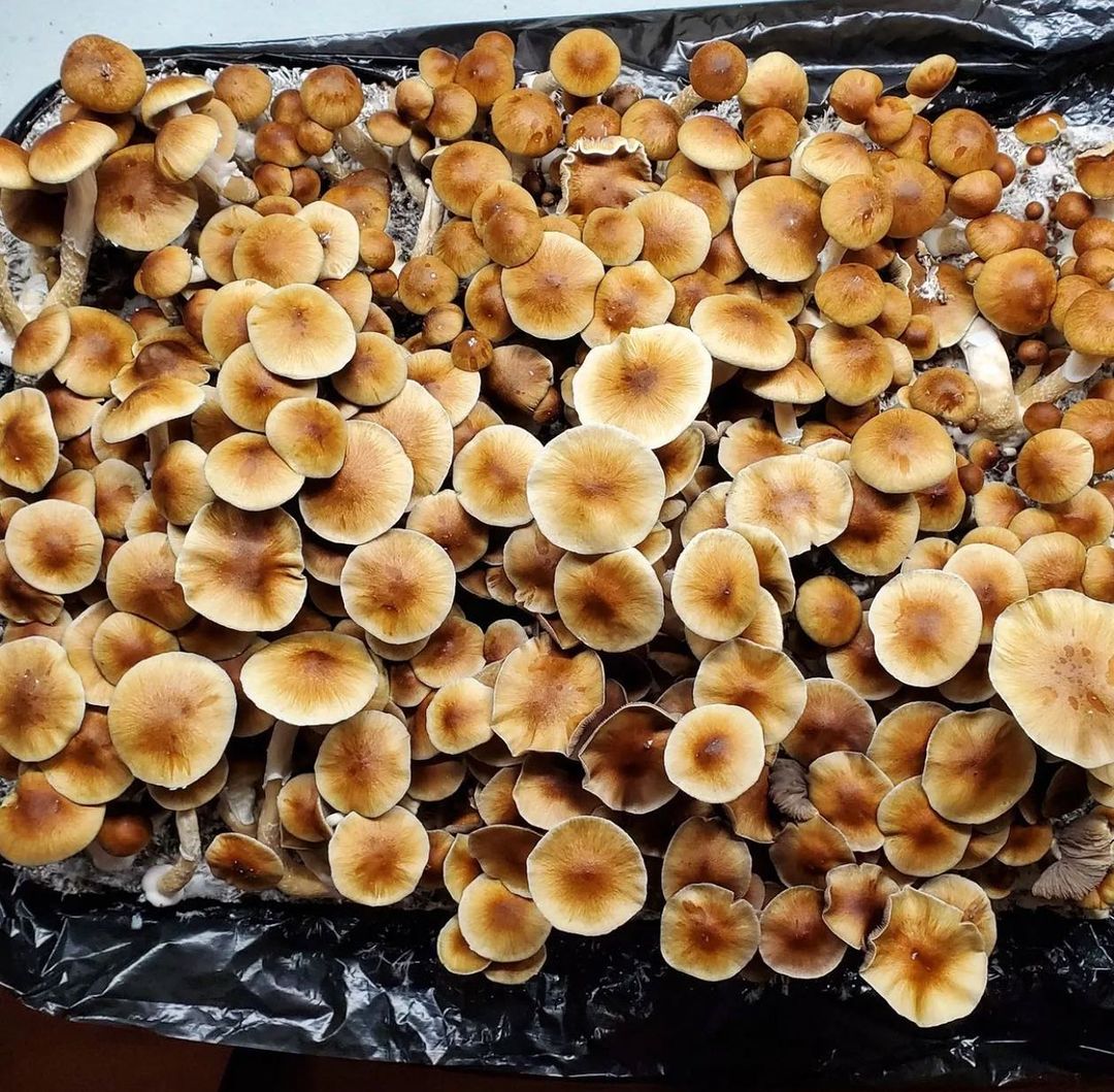 Psilocybin Mushrooms